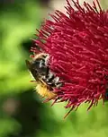 Bee on 'Atropurpureum' flower