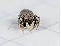 female