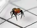 male T. petrensis