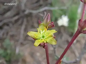 Talinopsis frutescens