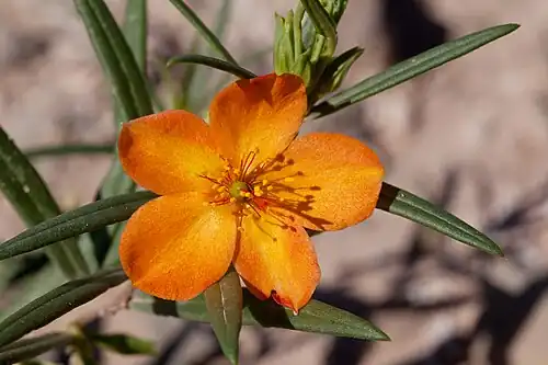 Talinum aurantiacum, orange fameflower