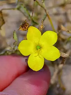 Talinum polygaloides, orange flameflower