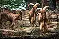 Barbary sheep