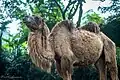 Bactrian camel