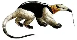 Anteater