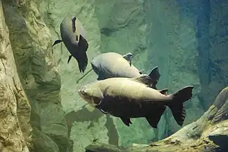 At the Aquarium of Veracruz