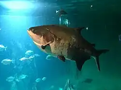 At the Vancouver Aquarium