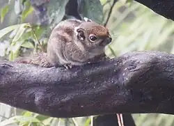 Brown squirrel