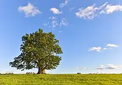 Tamme-Lauri oak in Antsla Parish