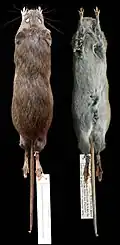 Brown rat