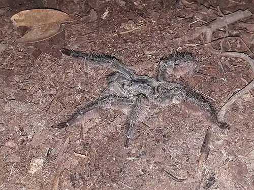 In French Guiana
