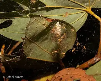T. longipes spiderlings
