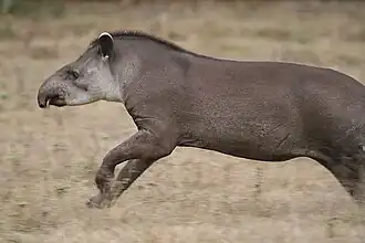 South American tapir