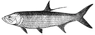 Megalops atlanticus