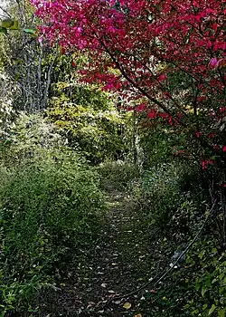 A path in the Tarrytown Lakes Park