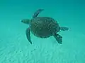 Green sea turtle off the coast of Ilha Grande
