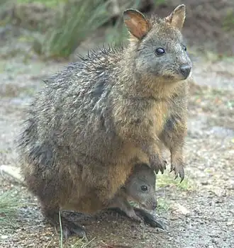 Female and her joey