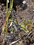 Mating pair