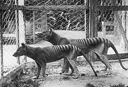 A pair of thylacines in Hobart Zoo prior to 1921 (the male in the background is larger than the female)