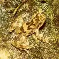 Image 11Eungella torrent frog Taudactylus eungellensis Myobatrachidae Australia (from Torrent frog)