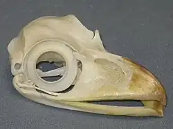Tawny frogmouth (Podargus strigoides), showing large scleral rings