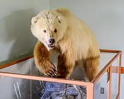 A taxidermied brown and white bear
