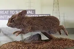 A leaping taxidermied brown rabbit in a diorama