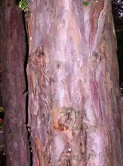 Bark