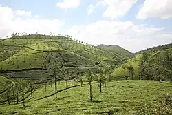 Tea plantation near Pambanar community. Taken from National Highway 183.