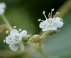 Flowers at Ananthagiri Hills, in Rangareddy district of Telangana, India