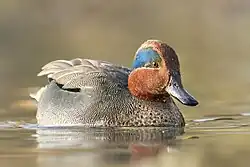 Eurasian teal drake (male)
