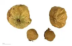 Tectona grandis - MHNT