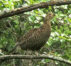 Female