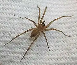 T. silvestris