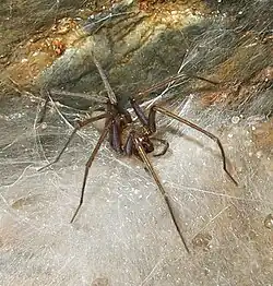 T. zamanii