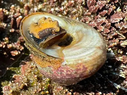 underside, umbilicus and operculum visible Point Loma, San Diego