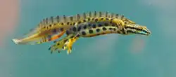 Swimming male newt, with well developed crest and bright colours