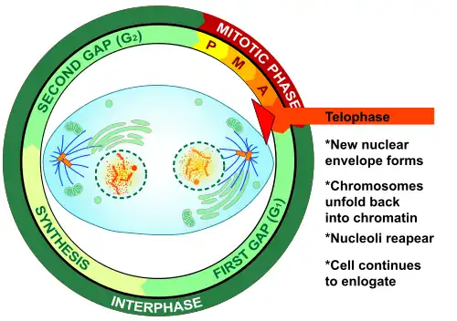 A detailed diagram of telophase