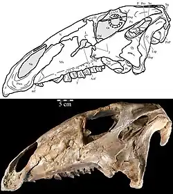 OMNH 58340 left lateral view (schematic above, photograph below)