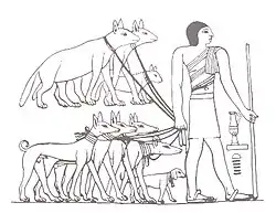 Image 27Tesem, an ancient Egyptian sight-hound (from Dog breed)