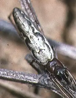 female