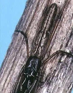 male