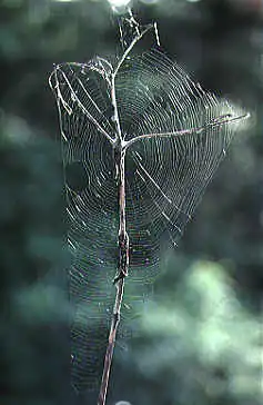 Web