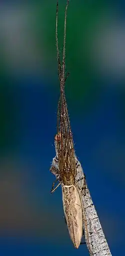 male