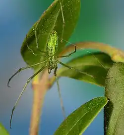 juvenile female