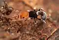 Tetramorium fulviceps