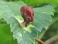 Pouch leaf gall on elm leaf (aphid T. ulmi), the Netherlands