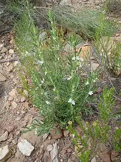 Teucrium africanum, Baviaanskloof