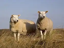two ewes