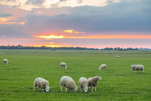 On the island of Texel